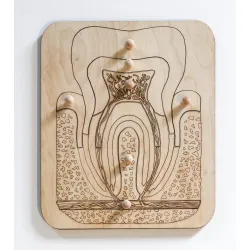 Drewniane puzzle - budowa ZĘBA