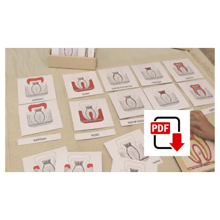Karty trójdzielne budowa ZĄB - pdf