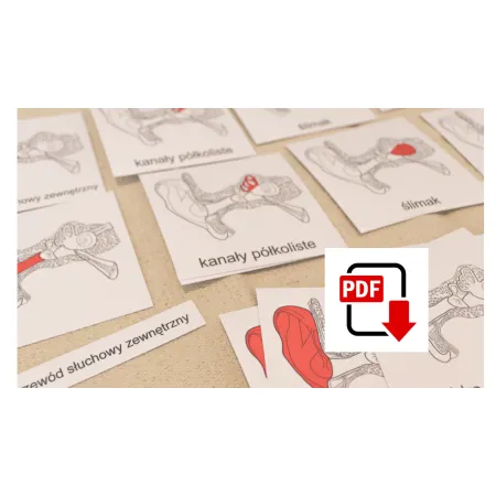 Karty trójdzielne budowa UCHA - pdf