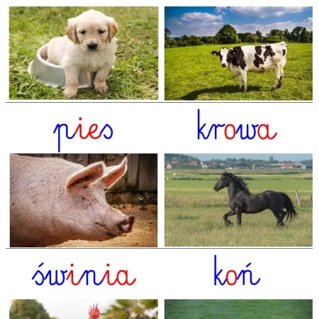 Karty edukacyjne ZWIERZĘTA na wsi - pdf